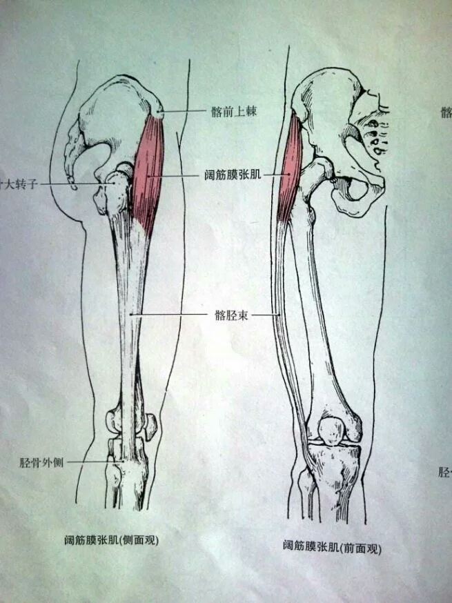 股二头肌系大腿后群肌之一.