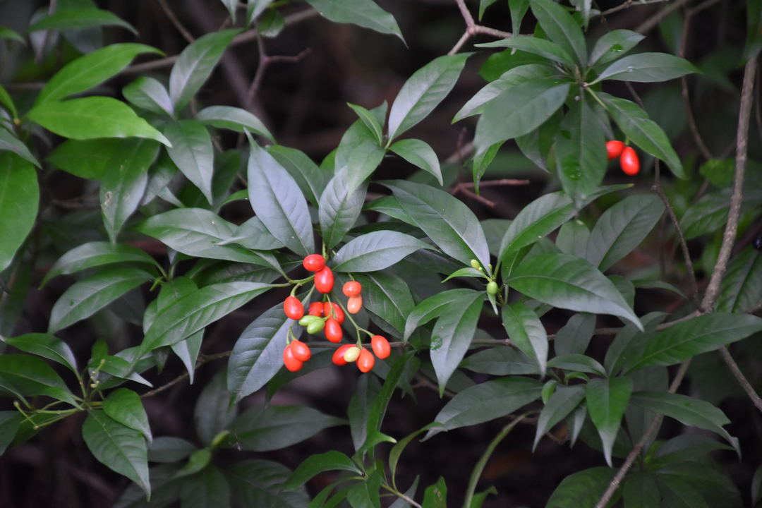 萝芙木rauvolfia verticillata夹竹桃科萝芙木属