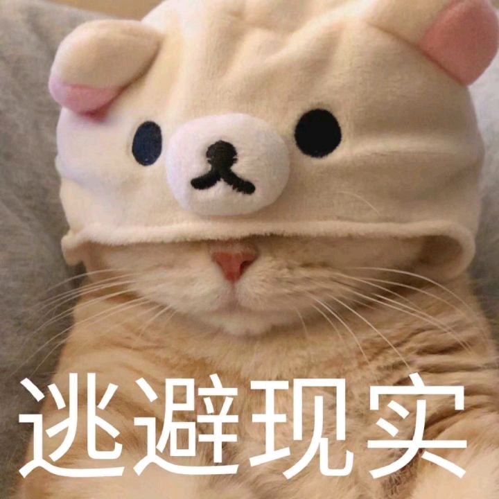 猫猫表情包:你醒啦?