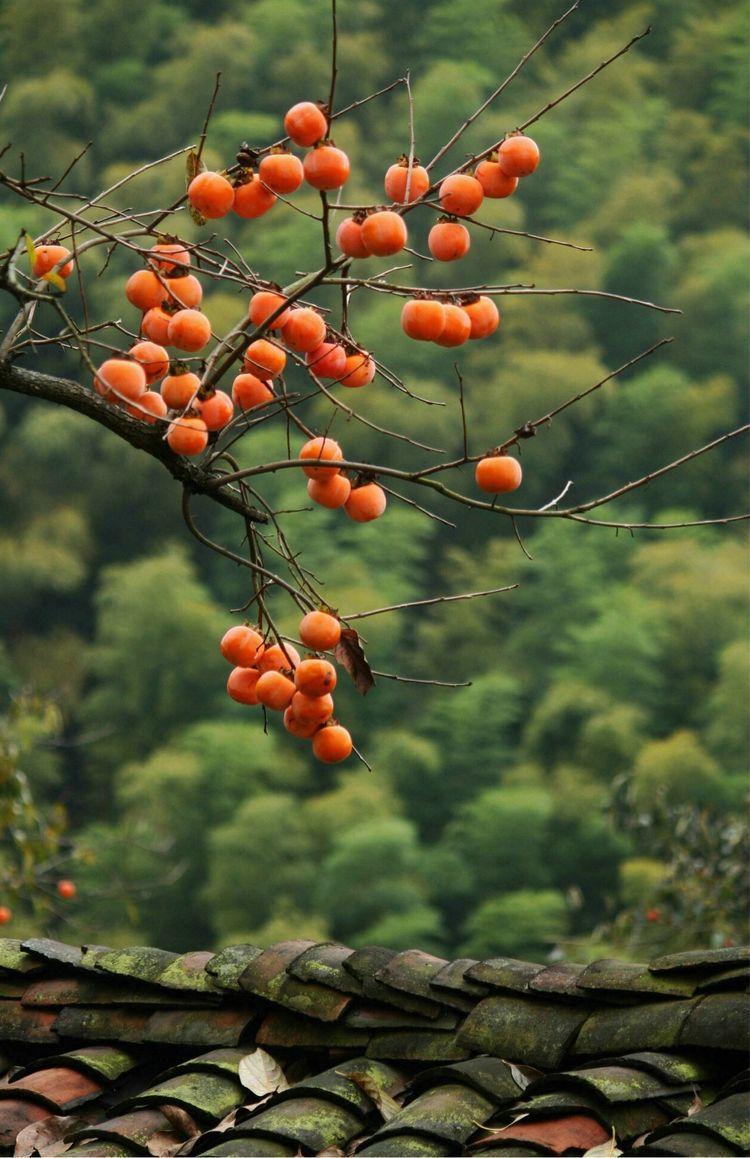 彩铅手绘教程 仿佛整个稀薄萧疏的深秋时节, 都被一树树火红的柿子照