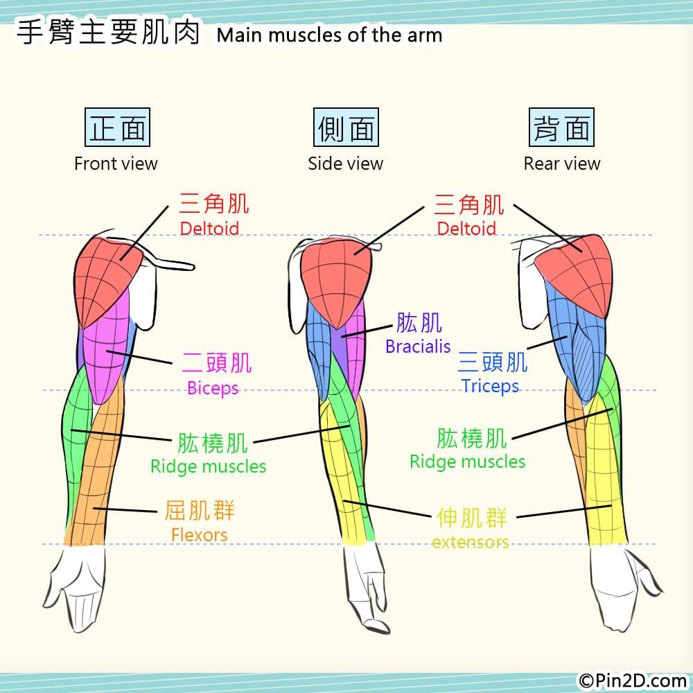 【乾货向】轻松学男性手臂肌肉(11p)|电绘狂教程第17回