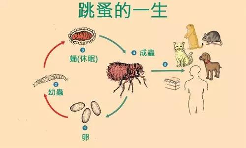 注意: 跳蚤的生命周期分为四个阶段 -虫卵,幼虫,蛹和成虫.