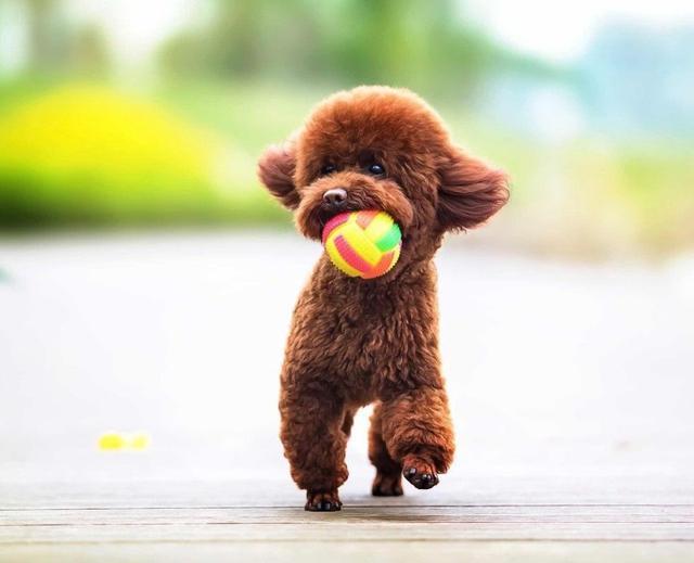 纯种泰迪和串串泰迪,到底养哪一个比较好?