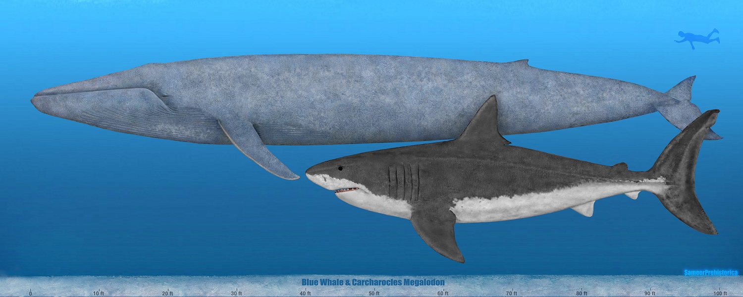 18米的巨齿鲨和30米的蓝鲸