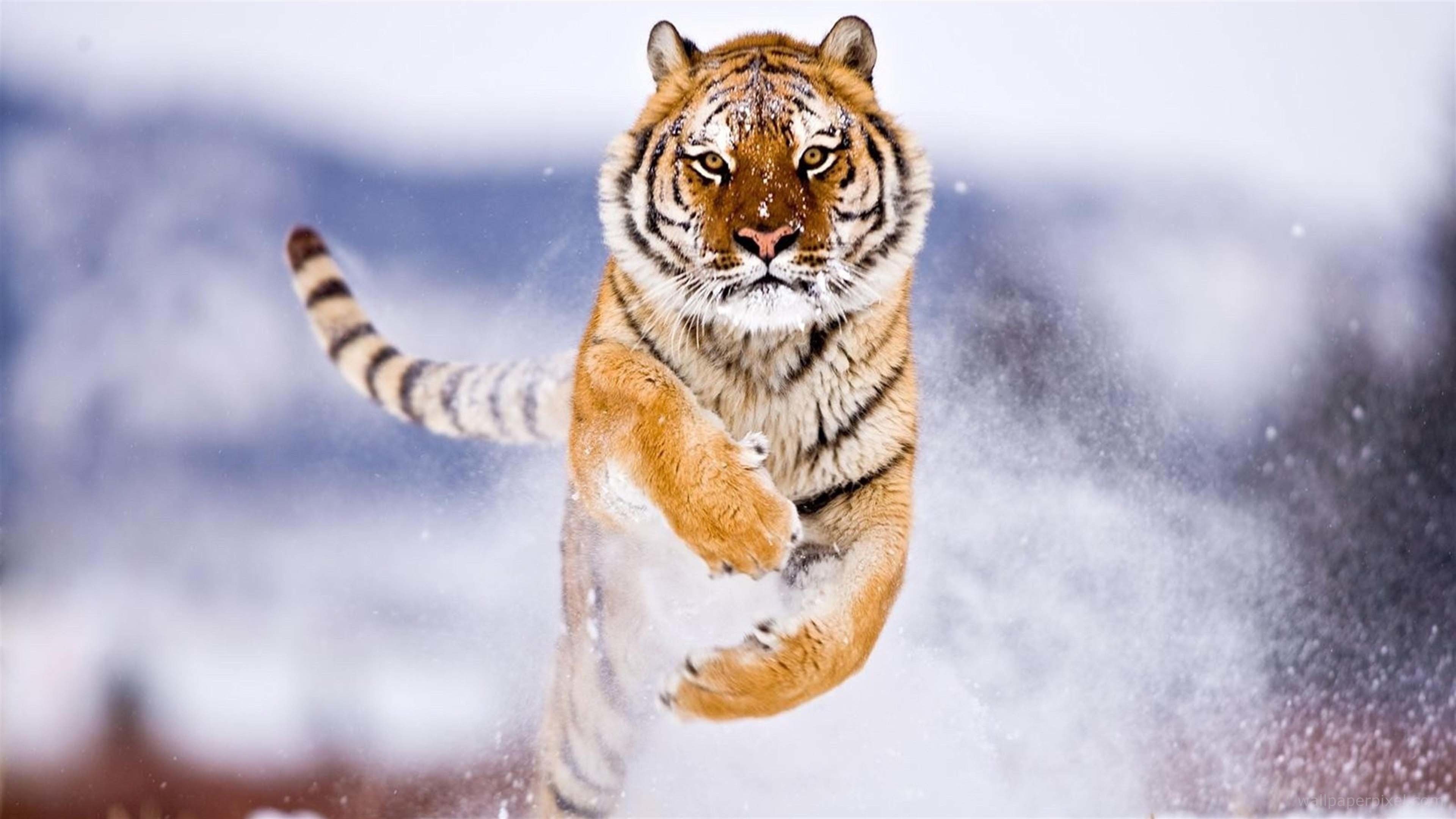 老虎和豹子谁的速度快?