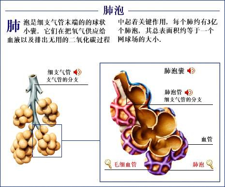 史上最全的人体(组织器官)全图