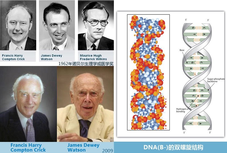 科技 自然 【元素家族——连载47】生命密码:dna(中)         克里克