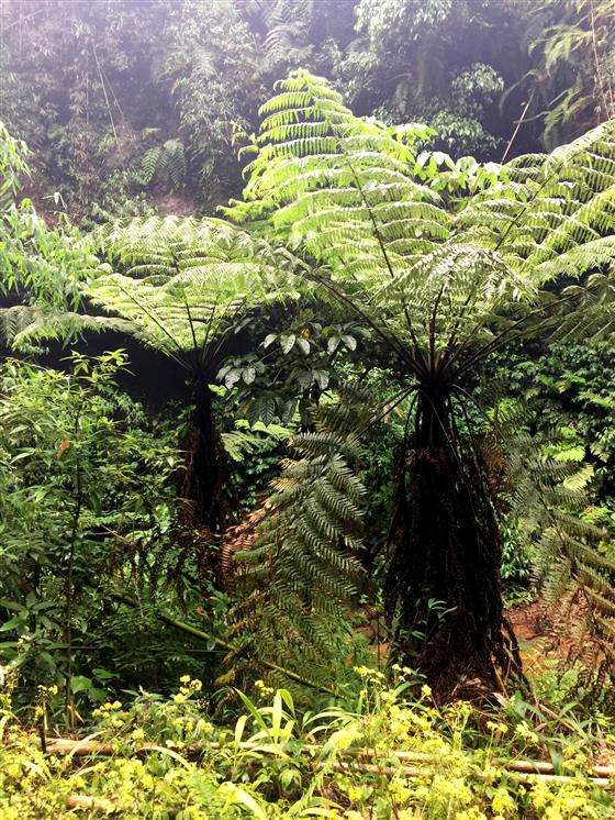 在中国3万余种植物中,属于国家一级保护的有8种.