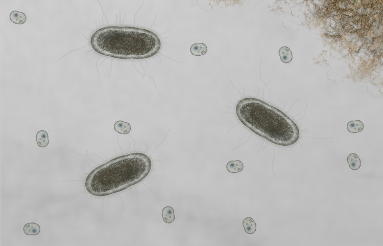肠道细菌四大门派拟杆菌门厚壁菌门变形菌门放线菌门