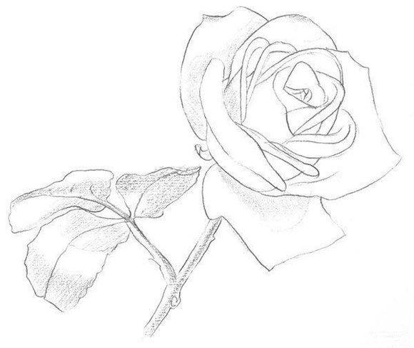 素描入门:玫瑰素描简单画法步骤