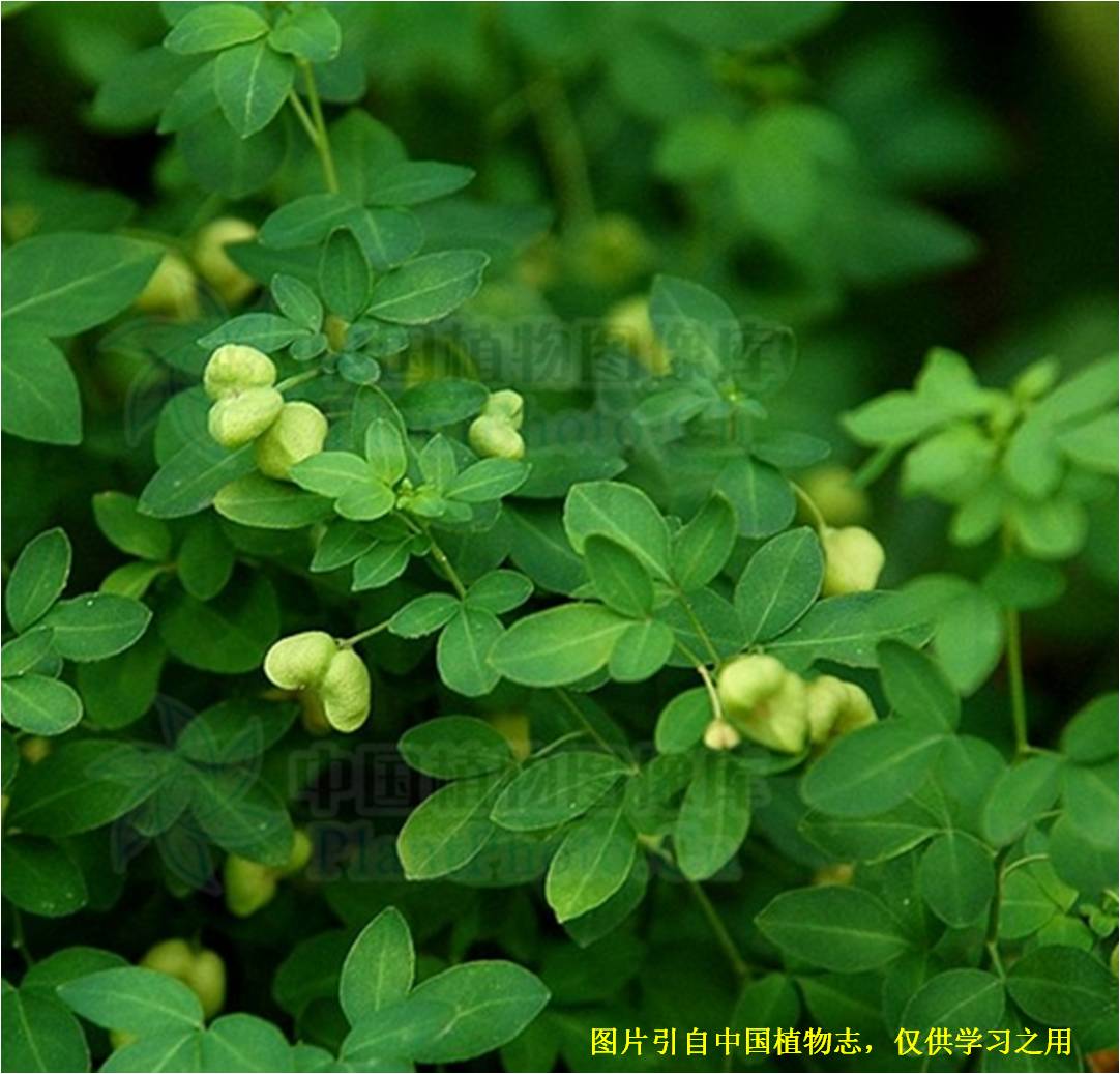 芸香科裸芸香属草本植物,叶有柑橘叶香气,小叶椭圆形或倒卵状椭圆形