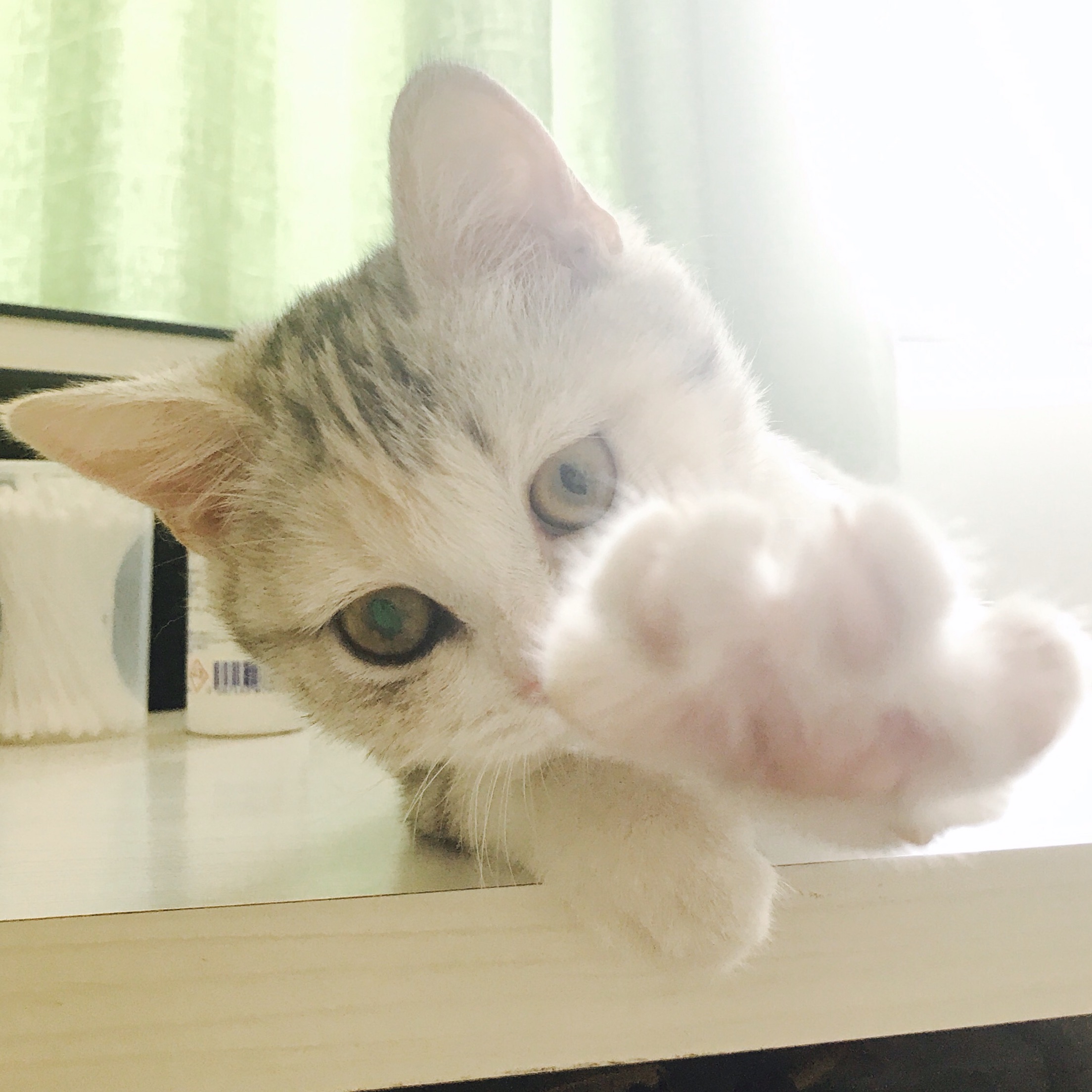 小哒的美照合辑:各种自拍和做作的摆拍--这只三花猫水汪汪的大眼睛真是太可爱了!