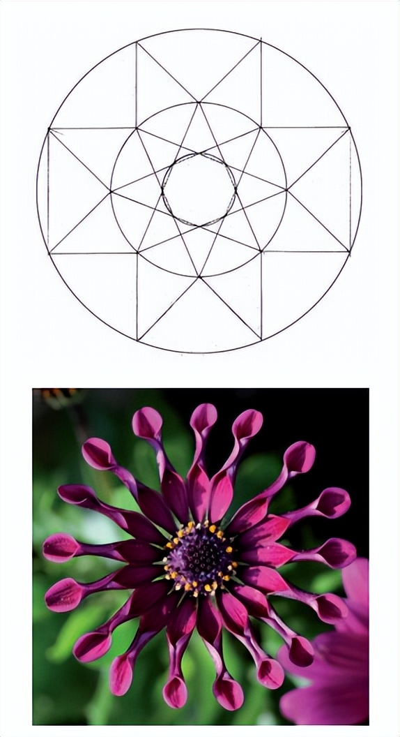 花朵的隐秘几何4:暴力拆解花朵的几何结构 (从6瓣到13瓣)