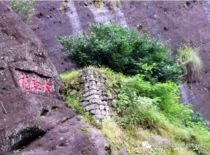 位于武夷山九龙窠的大红袍母树