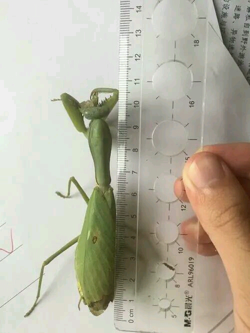 墨盖拉菱背螳,转自贴吧.