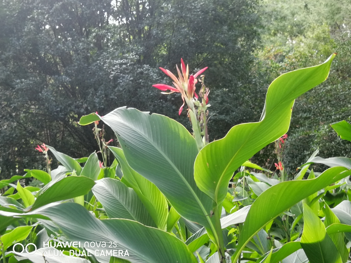 这种叶子很像芭蕉的植物就是美人蕉.