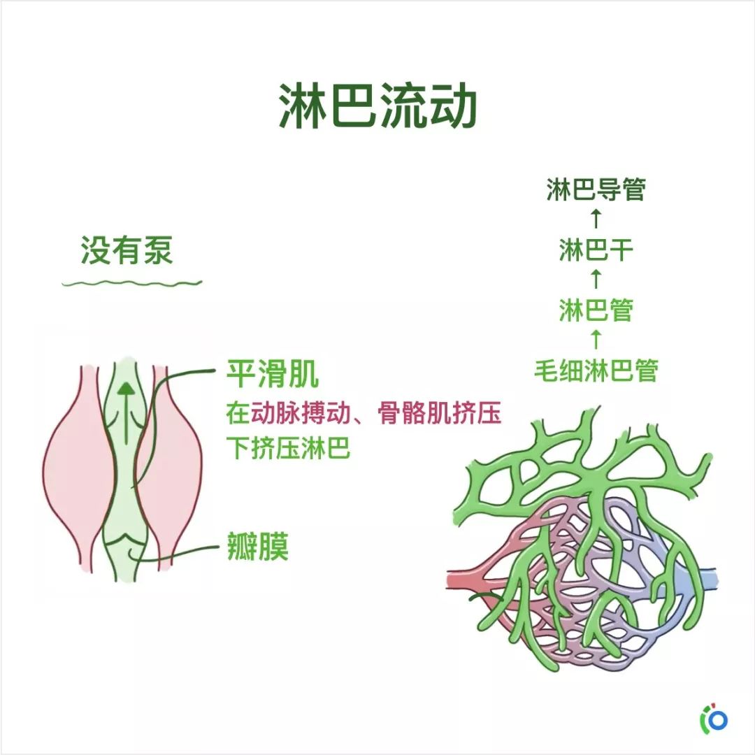 解剖与生理(中文版学习卡)淋巴系统指的是单向的淋巴管网络,允许