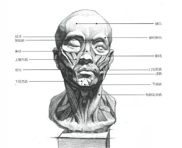 头骨所起的作用大,但肌肉的伸缩对对象面部的表情起着至关重要的作用