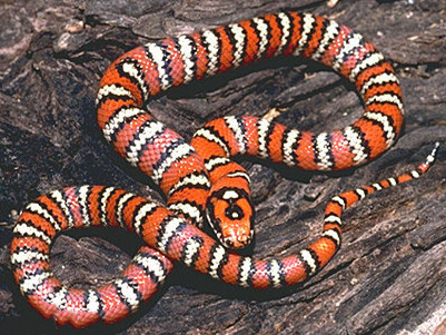 蛇属于两栖爬行类动物吗 29b6186fc218003509fd9032e2d9a13d75a8db4c.jpg