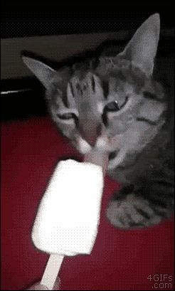 动物 狗 狗狗 猫 猫咪 小猫 桌面 246_409 竖版 竖屏 手机 gif 动态图