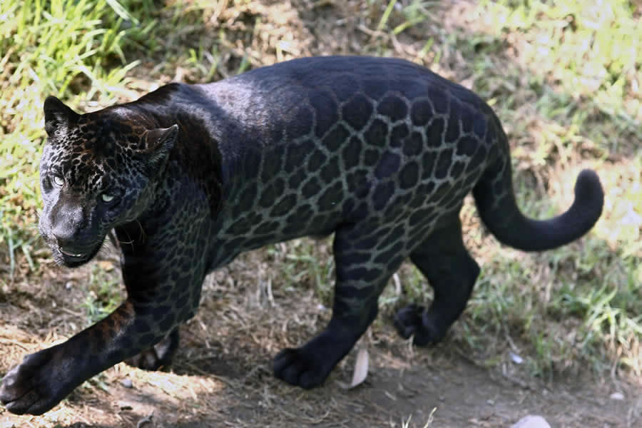美洲豹有黑化和白化基因,会产生概率很小的黑豹或白豹.