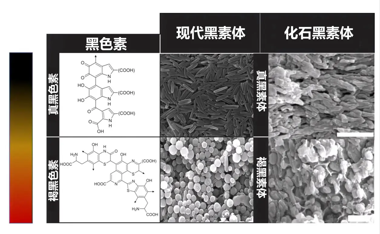 黑色素类型和黑素体形态之间的关系ii. 类胡萝卜素 类胡萝卜素（carotenoids）