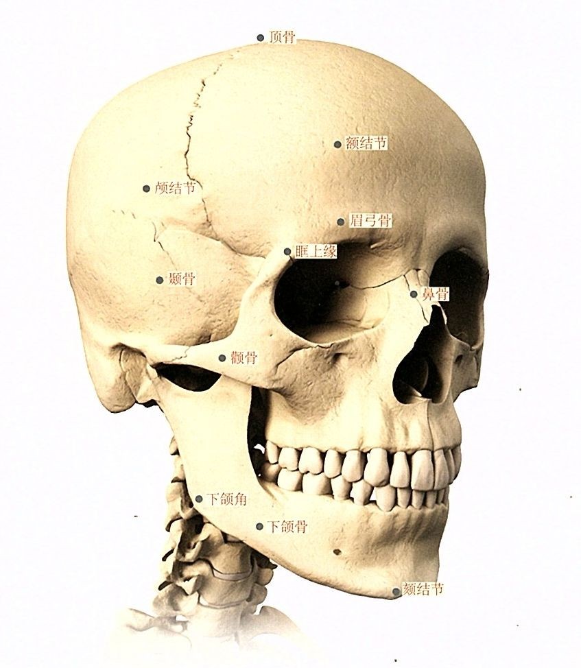 骨点,如颞骨线,眼眶外缘,颧突,下颏结节等,将它们准确地连贯起来,形成
