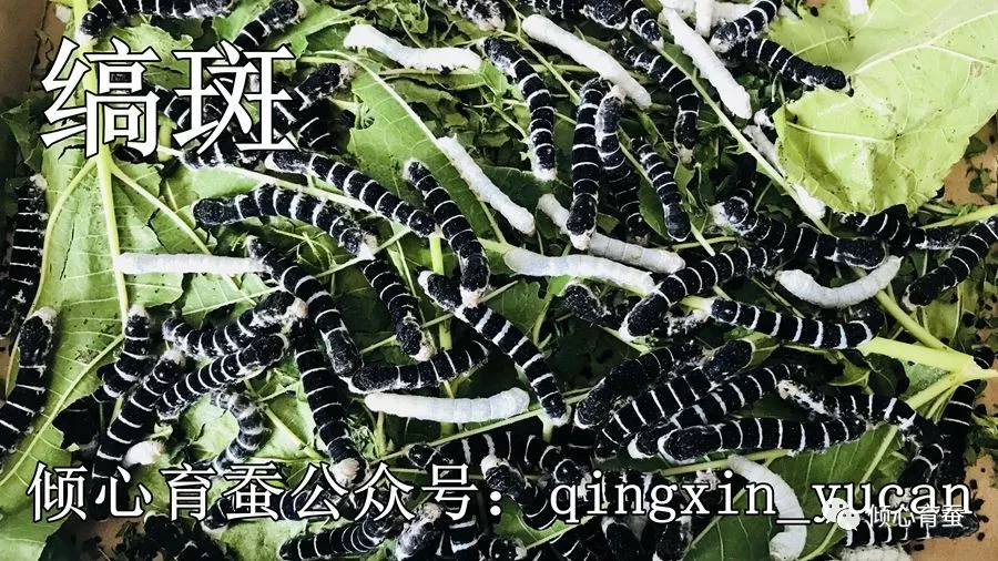 黑虎蚕