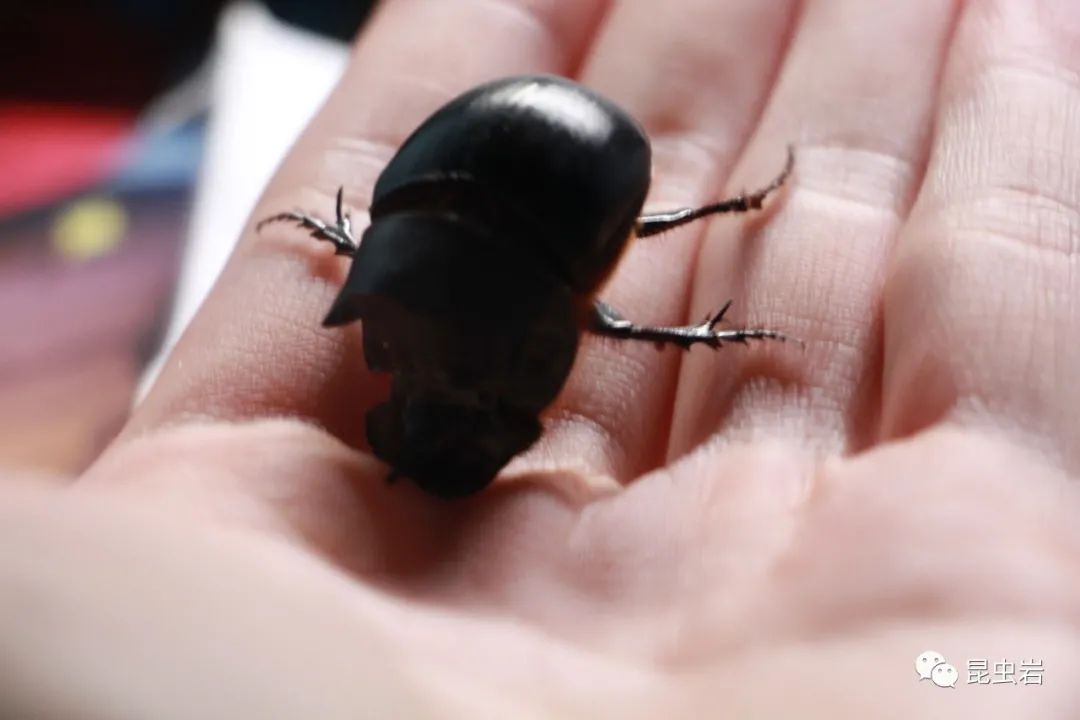 昆虫岩第一集——神农洁蜣螂