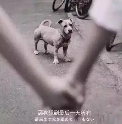 表情包 | 舔狗系列