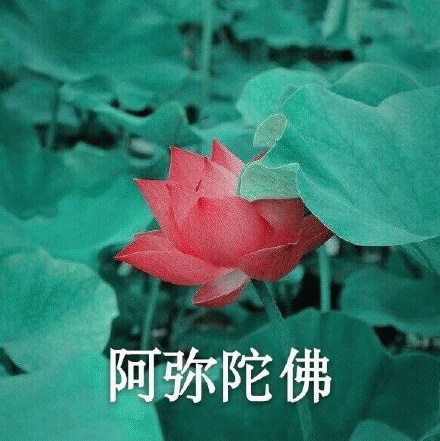 【莲花团头】沙雕表情包/佛系团头/情头/闺头