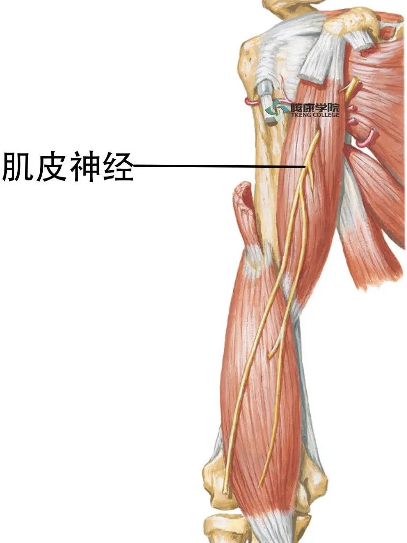 肌皮神经部位较隐蔽,不易被损伤.多见于枪伤或刺伤.