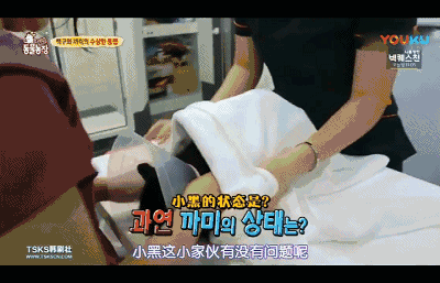 一只天天尾随傲娇小黑猫的忠犬小白狗,跟在屁股后面捡