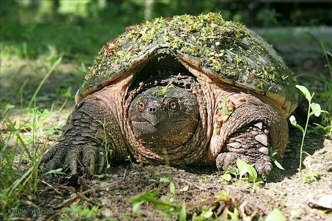 来自美洲的小暴君--拟鳄龟