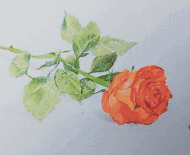 绘画教程我要送你一朵玫瑰花