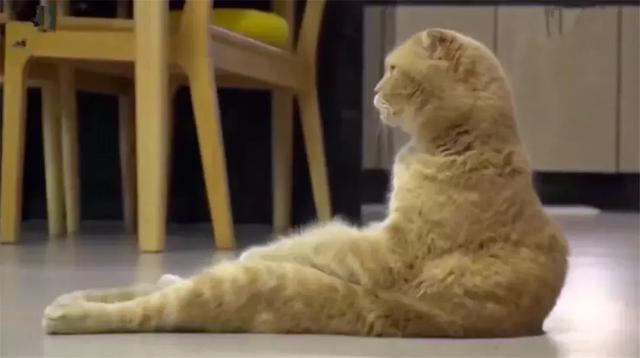 橘猫模仿人类坐姿长达三年,猫咪软骨病勿轻视,铲屎官