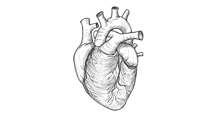 兴趣 绘画 心脏怎么画?教你画出3d写实的心脏画法技巧!