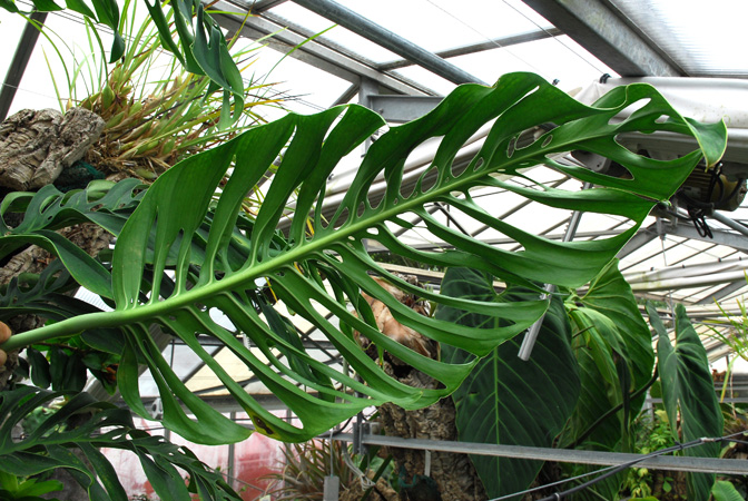 monstera epipremnoides类麒麟叶龟背竹,成年叶叶背.