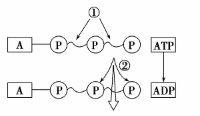 (2)根据atp分子结构简式,写出其中字母所代表的含义.