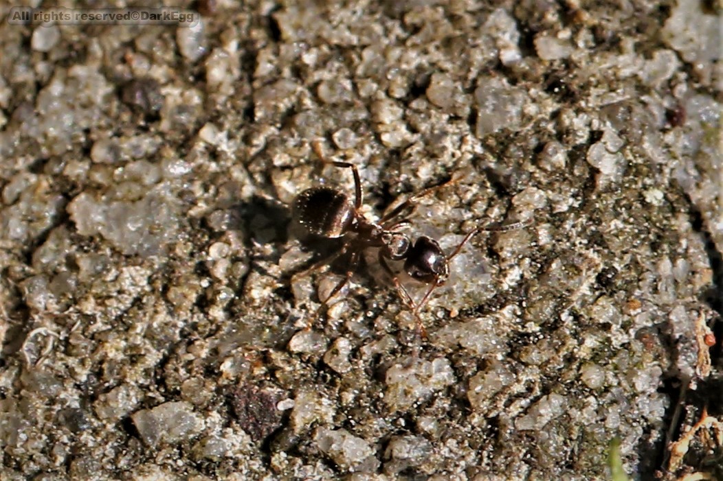 黑毛蚁 lasius niger