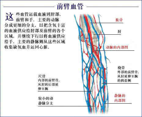 史上最全的人体(组织器官)全图