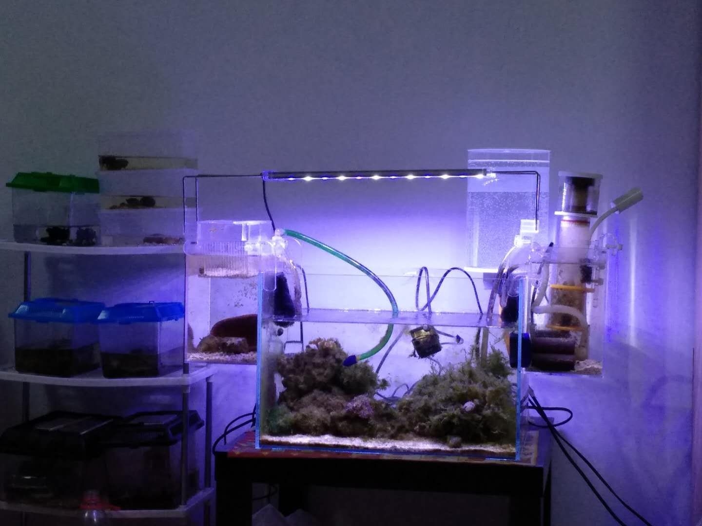 一部不完整的海水鱼缸发展史