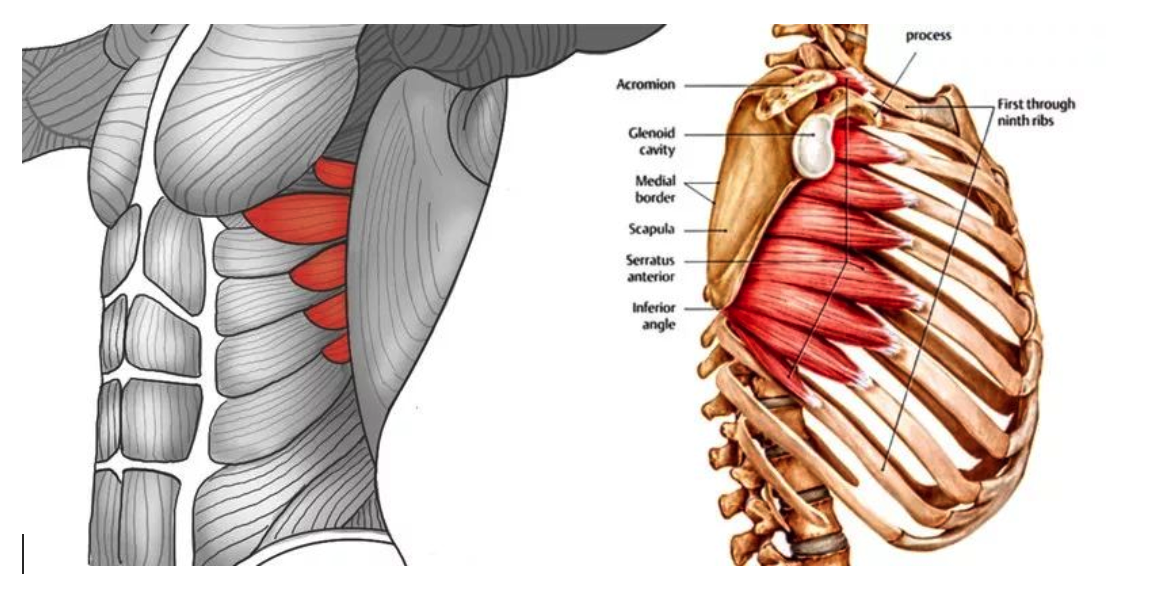 前锯肌贴附在胸廓侧壁表面,起自第1～9肋骨,止于肩胛骨的脊柱缘.