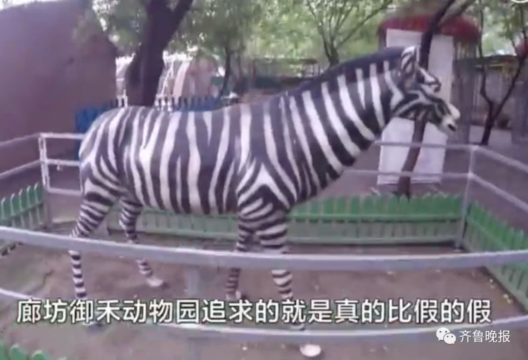 他是听有人说了廊坊御禾动物园的情况前去探访的.
