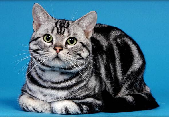 猫咪调教丨看了这个,再也不怕分不清英短和美短啦