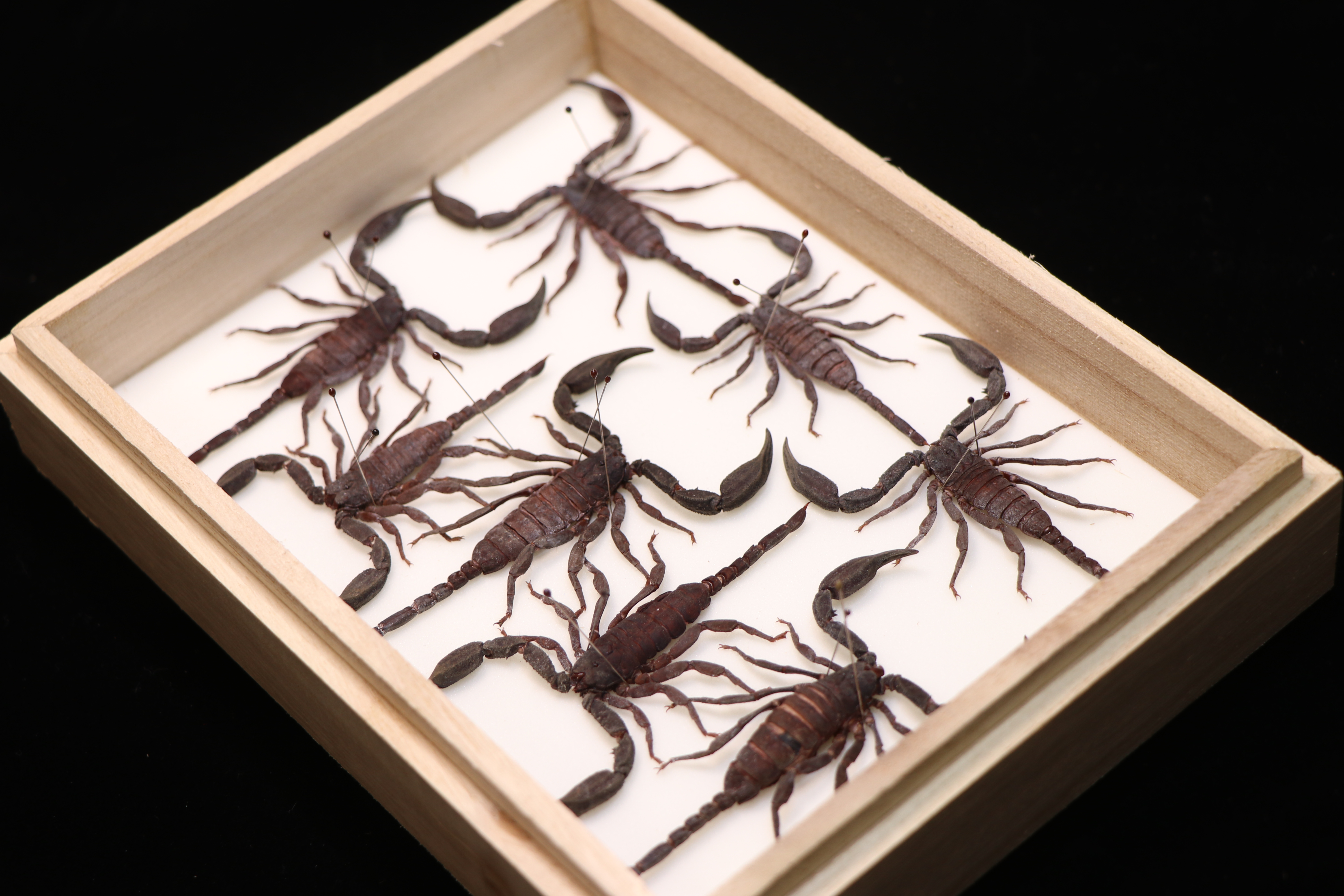标本制作如何制作蝎子标本howtomakeascorpionspecimen