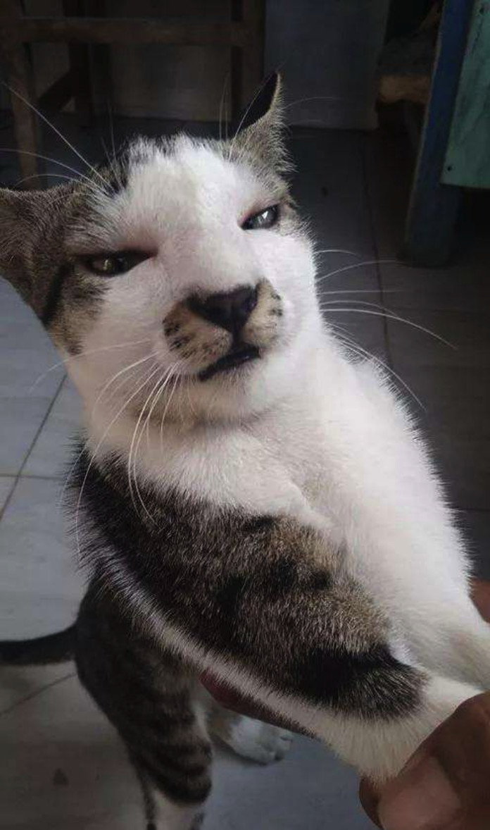 惹谁都别惹蜜蜂!小猫咪被蛰到脸肿,像被整了容!