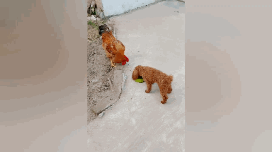 泰迪吃肉嘴变刁,主人找来大公鸡帮忙,泰迪:不许抢我的