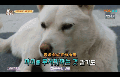 老板说其实白狗是有点害怕小黑的 那么如果小黑起身走了的话呢?