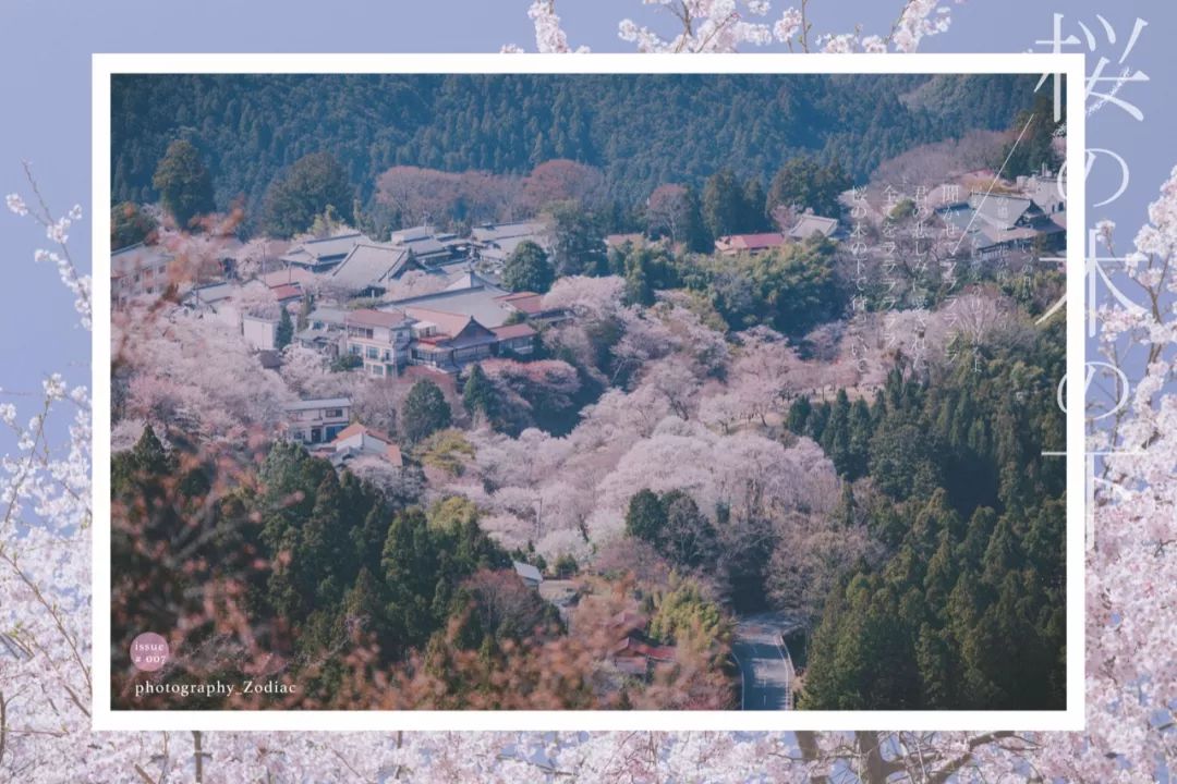 樱の沁魂 | 赏樱不识吉野山,看遍樱花也枉然